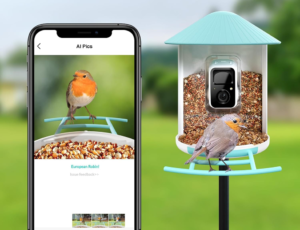 Transform Your Backyard With Cameras For Bird Feeders