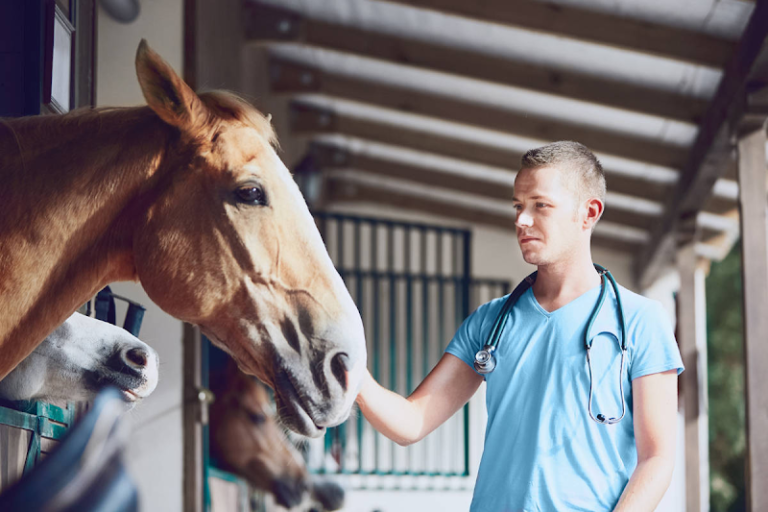 Optimizing Animal Health: Modern Approaches to Pain Relief and Recovery