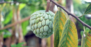 Green Sugar Apple Tree for Sale—A Sweet Addition to Your Garden